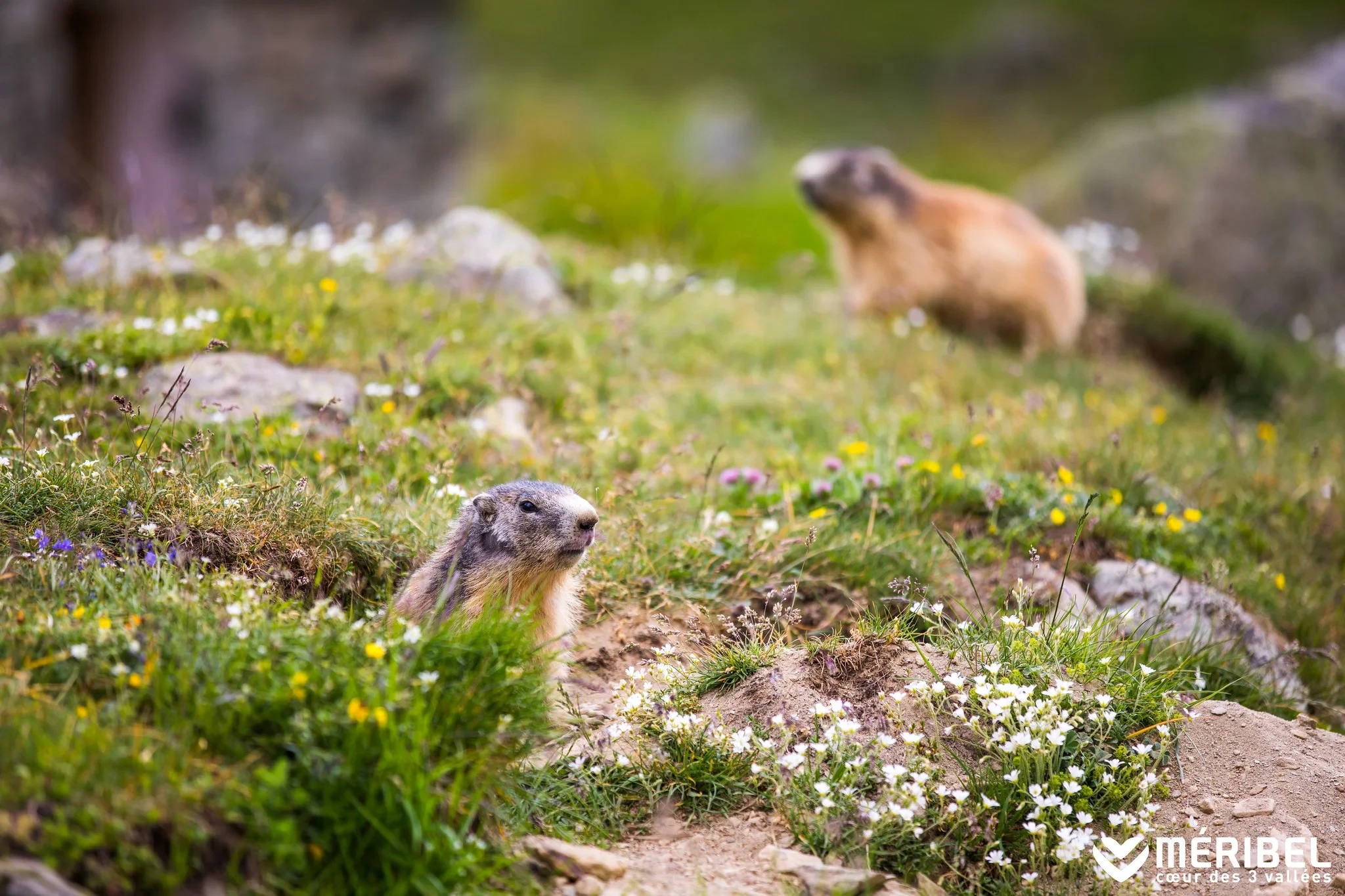Deux marmottes dans une prairie alpine fleurie, l’une au premier plan parmi les rochers, l’autre floue à l’arrière-plan.