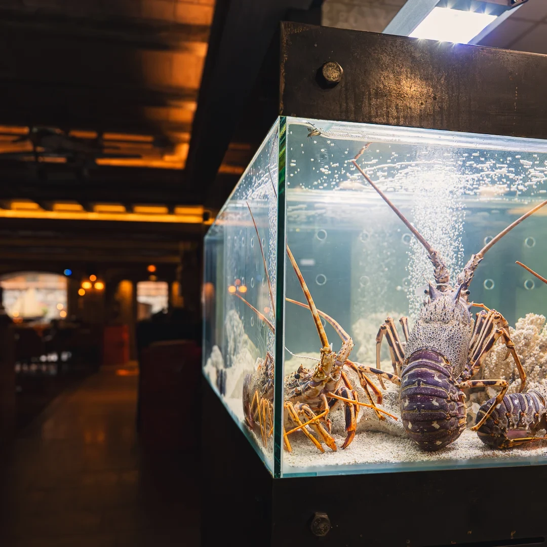 Langoustes aux longues antennes dans un vivier vitré, avec une salle de restaurant en arrière-plan.