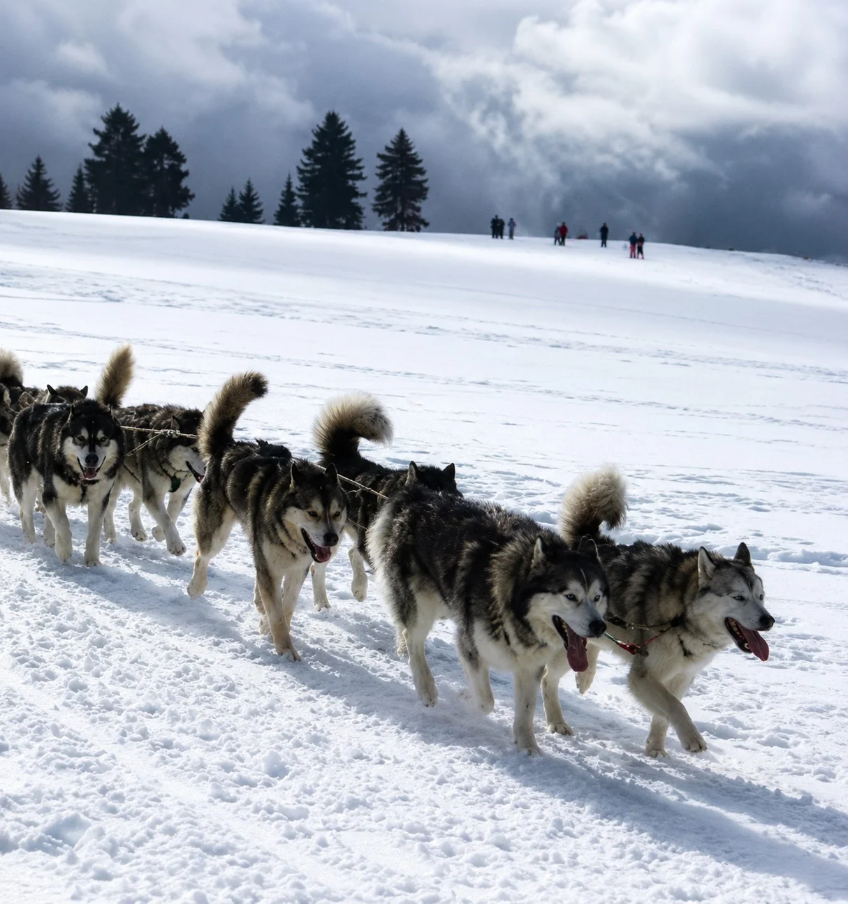 Attelage de chiens de traîneau avançant sur une pente enneigée bordée de sapins.