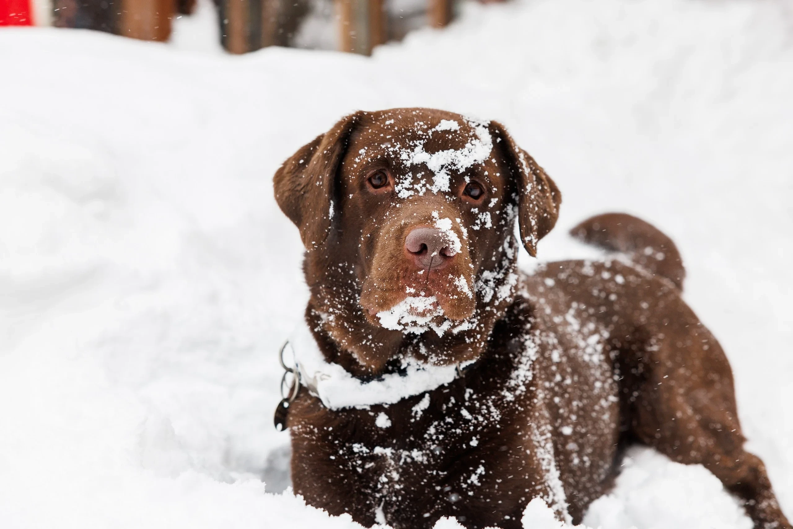 Chien brun dans la neige, le museau et le pelage couverts de flocons.